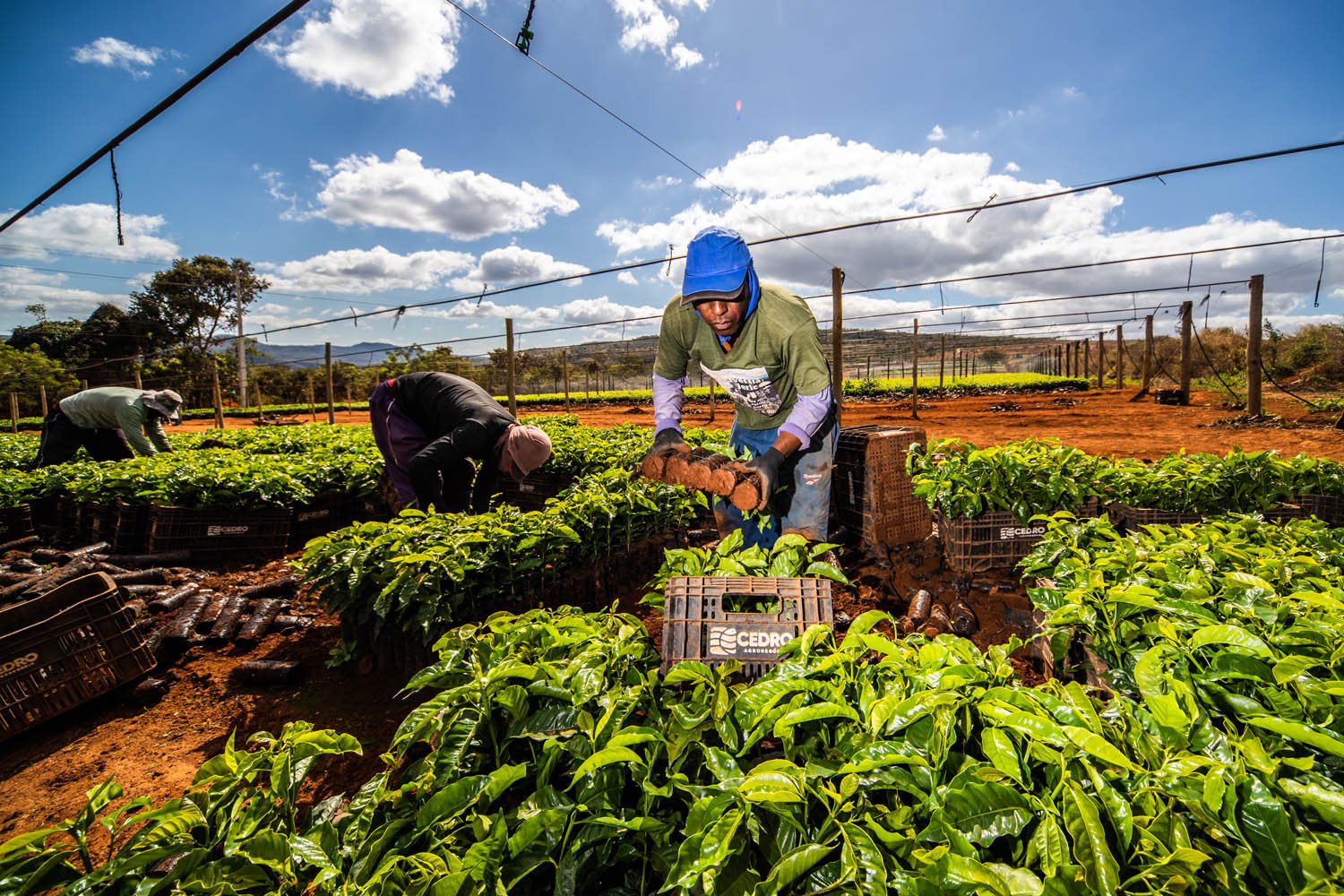 Fazenda de Café do Grupo Cedro em Minas Gerais - agricultor - agricultura - agronegocios - agro - lavoura - maquinas - plantação - 

Foto: Leandro Fonseca
data: 20/06/2023