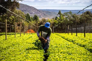 RJ no agro: pedidos saltam 256% no segundo trimestre deste ano, mostra Serasa