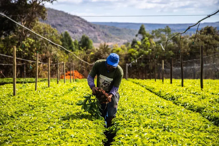 Agricultor: Agricultores desempenham um papel crucial na garantia da segurança alimentar do país (Leandro Fonseca/Exame)