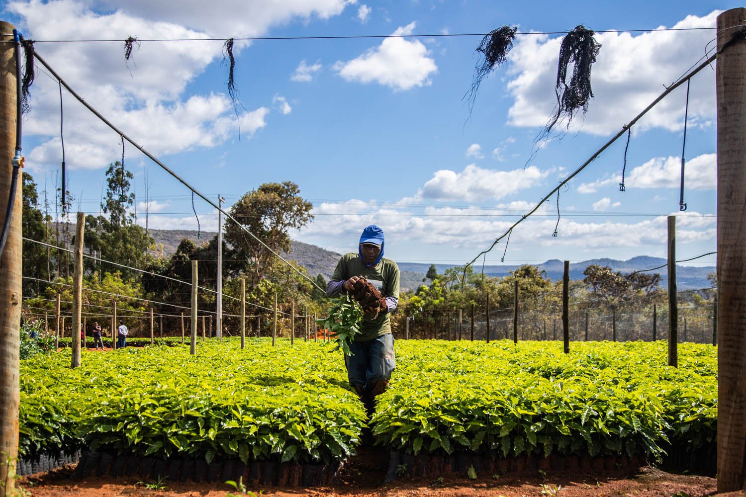 Tarifaço pode tirar quase US$ 6 bilhões do agro brasileiro, estima CNA
