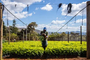 Imagem referente à matéria: Tarifaço pode tirar quase US$ 6 bilhões do agro brasileiro, estima CNA