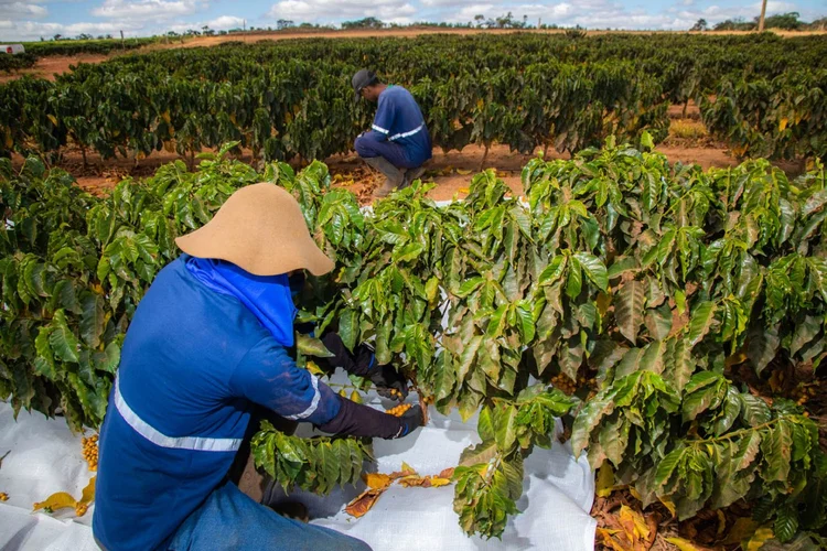 Manejo das plantas de café em crescimento, na fazenda do Grupo Cedro (Leandro Fonseca/Exame)