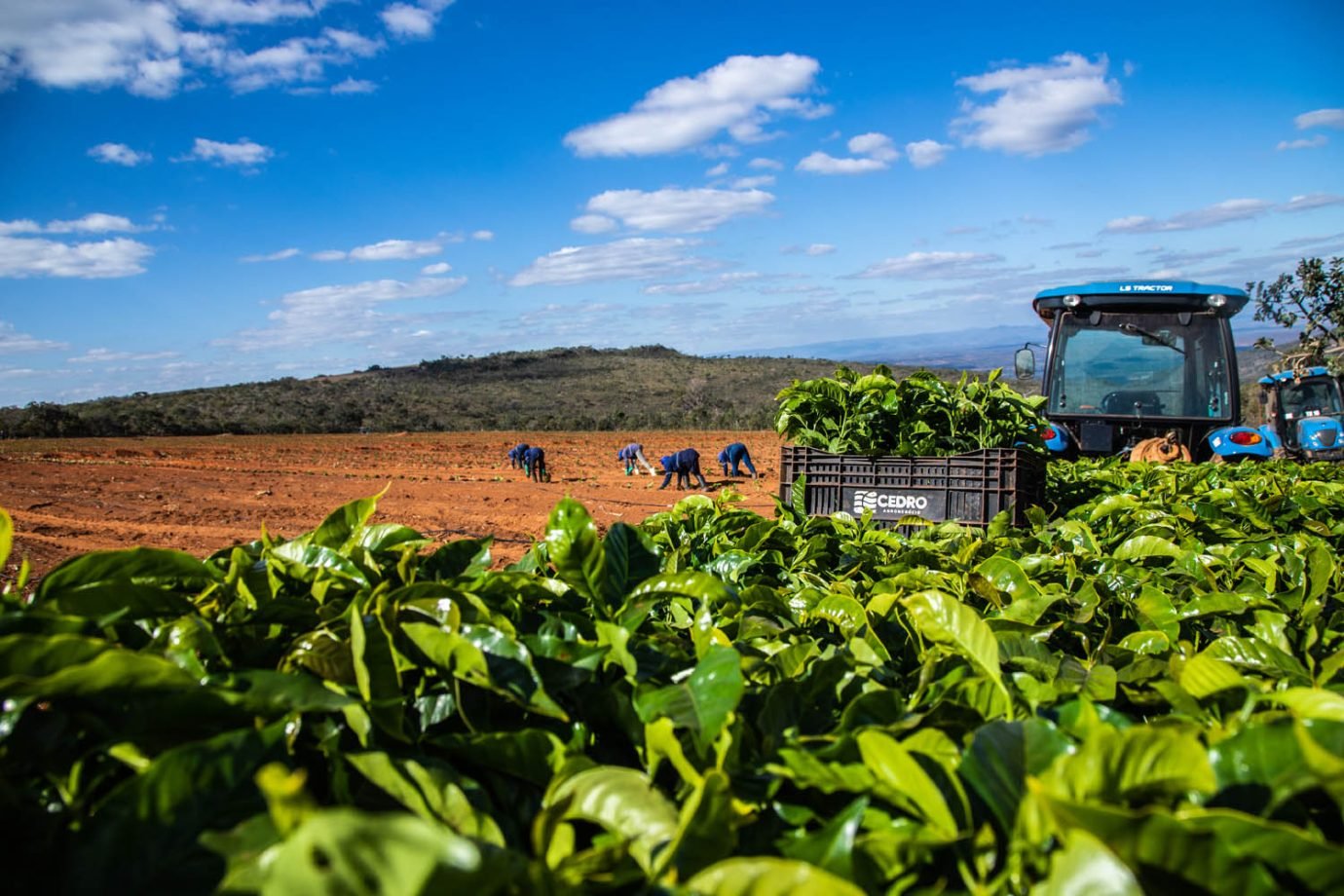 Fazenda de Café do Grupo Cedro em Minas Gerais - agricultor - agricultura - agronegocios - agro - lavoura - maquinas - plantação - 

Foto: Leandro Fonseca
data: 20/06/2023