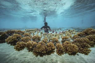 Imagem referente à matéria: O que é o branqueamento de corais e por que ele impacta o planeta?