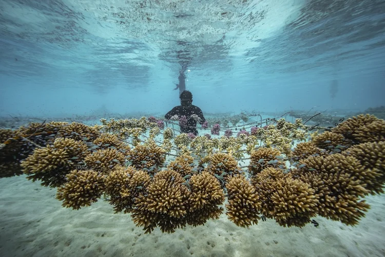 Ameaça aos recifes de corais ao redor do mundo, afetan a biodiversidade marinha e os ecossistemas costeiros. (Rolex/Divulgação)