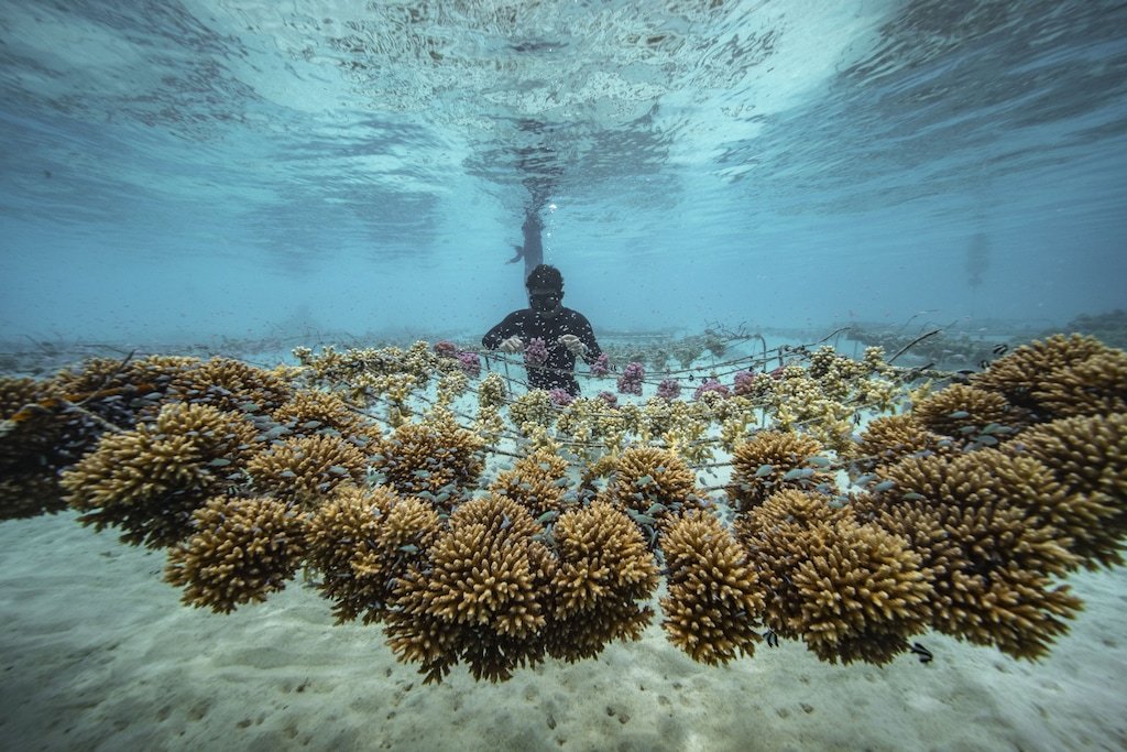 Titouan Bernicot, fundador e CEO da Coral Gardeners na Polinésia Francesa, inspeciona um viveiro de corais.  (Rolex/Divulgação)