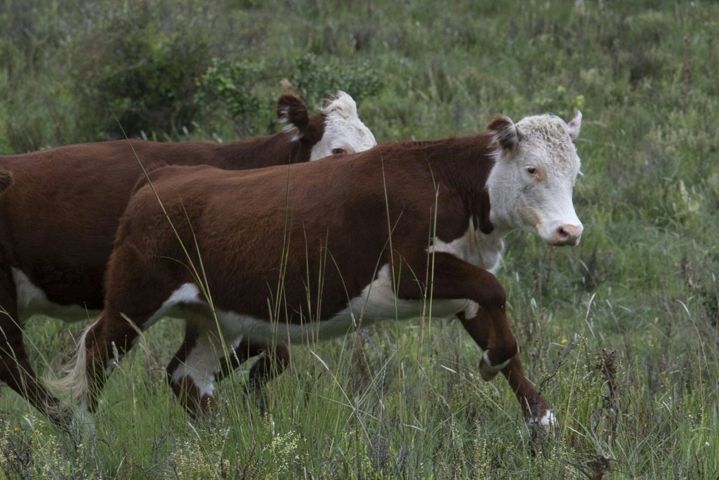Vacas correm em um campo em Cerro Pelado, departamento de Lavalleja, 160 km a nordeste de Montevidéu, Uruguai, em 17 de março de 2021 (AFP/AFP)