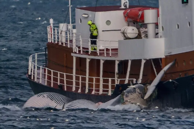 O baleeiro "Hvalur 9" transporta uma baleia de aleta longa até uma unidade de processamento em Hvalfjordur, cerca de Reykjavik, em 24 de junho de 2022 (Jeremie RICHARD/AFP)