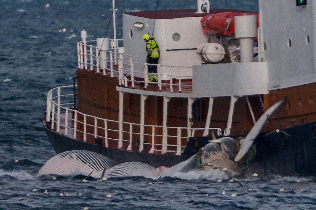 Governo da Islândia suspende caça às baleias em nome do bem-estar animal