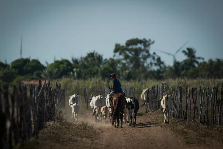 Bovinocultura no Mato Grosso, região do bioma Cerrado (Wenderson Araujo/Sistema CNA-Senar/Divulgação)