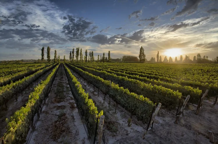 Dante Robino: vinícola quer ser a 5ª maior produtora de vinho de Mendoza (Divulgação/Site Exame)