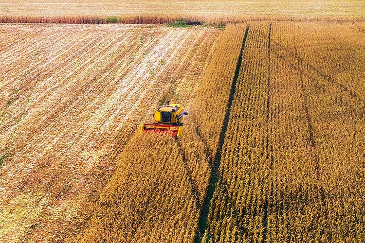 Após forte contribuição para o crescimento do primeiro semestre, agropecuária deve desacelerar de julho a dezembro  (Saul Schramm/Divulgação)