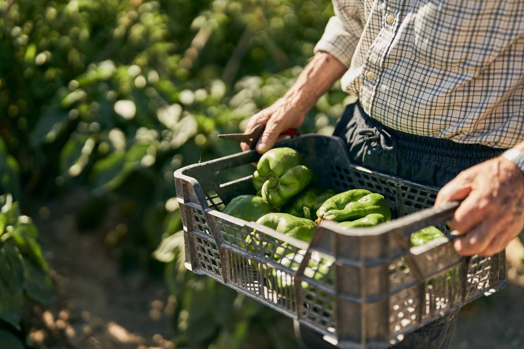 Vegetais plantados e colhidos na época certa ainda são mais nutritivos e precisam de menos agrotóxicos (Fotografía de eLuVe/Getty Images)