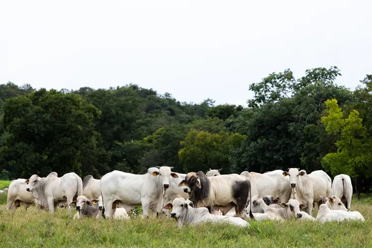 Criação de bovinos no Mato Grosso (Helder Faria/Getty Images)