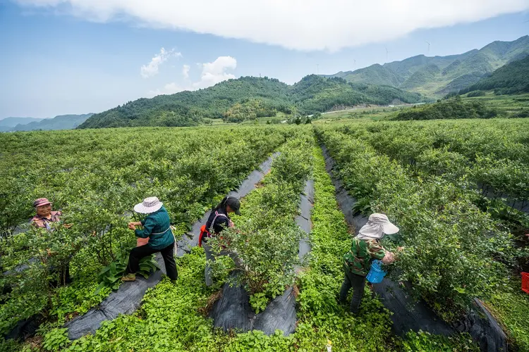 China: A produção de produtos aquáticos domésticos aumentou 4,5% em relação ao mesmo período do ano anterior, e os preços são estáveis (Costfoto/NurPhoto/Getty Images)