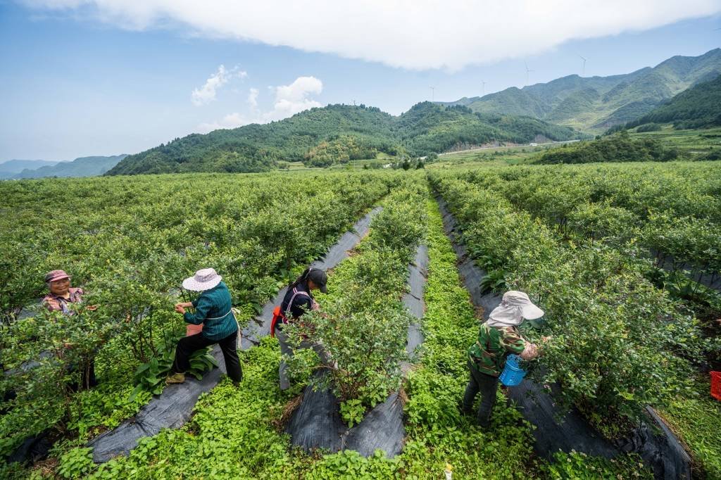 Valor agregado da agricultura, silvicultura, pecuária e pesca na China aumenta 3,9% no 1º semestre