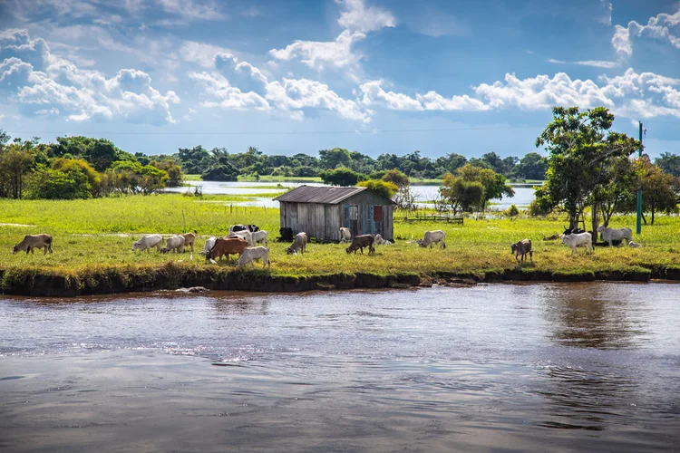 Saúde: dos 313 municípios amazônicos avaliados, apenas 2,6% apresentam condições adequadas de saneamento básico (Leandro Fonseca/Exame)