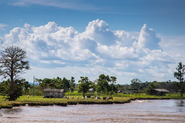 Pecuária de pequeno porte à beira do Rio Amazonas (Leandro Fonseca/Exame)