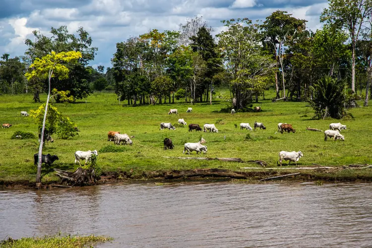 Fundo JBS pela Amazônia: investimentos serão aplicados no atendimento de 3.500 pequenos criadores de gado atuantes na área da Amazônia Legal (Leandro Fonseca/Exame)