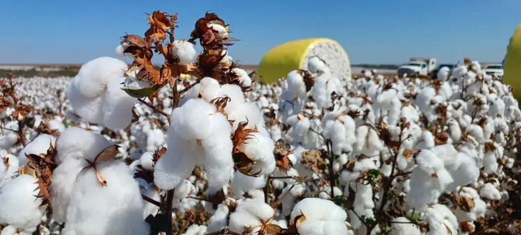 Fazenda Pamplona: Em Cristinalina (GO), lavoura de algodão da SLC Agrícola  (Mariana Grilli/Exame)