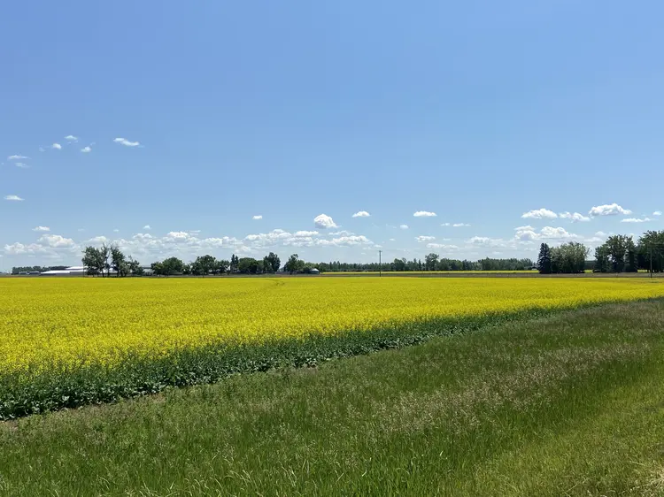 Campos de canola no período de floração em Calgary, no estado de Alberta, Canadá (Mariana Grilli/Acervo)