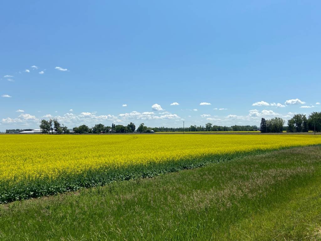 China inicia investigação sobre importações de canola do Canadá em resposta a tarifas de elétricos