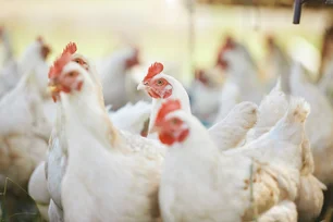 Imagem referente à matéria: Gripe aviária: dois estados brasileiros decretam situação de emergência zoossanitária