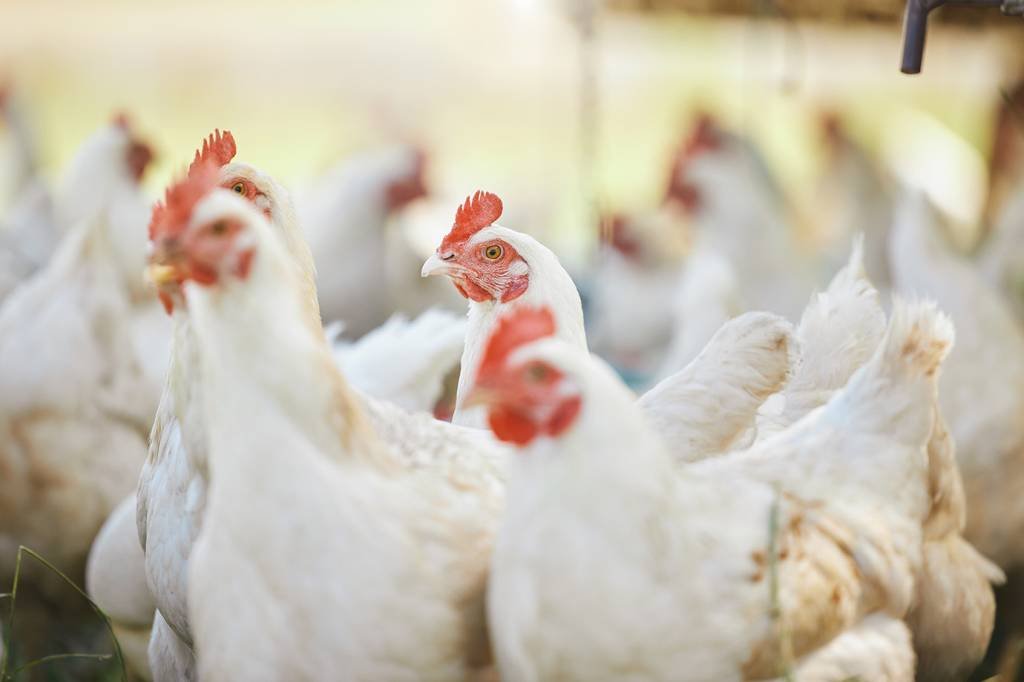 O que as galinhas têm a ver com o futuro das empresas
