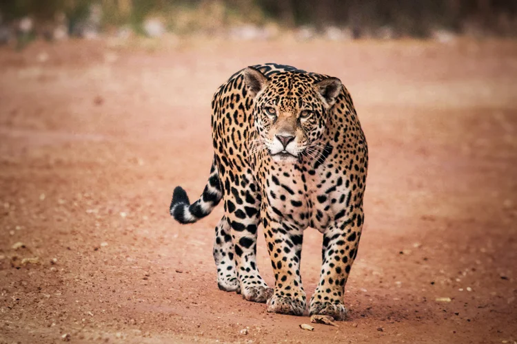 Onçafari atua para a preservação do bioma Pantanal (Onçafari/Eduardo Fragoso/Divulgação)