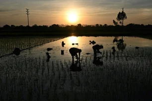 Imagem referente à matéria: CNA vai ao Supremo contra importação de arroz pelo governo federal