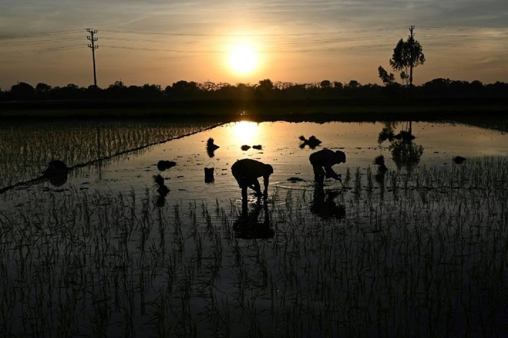 CNA vai ao Supremo contra importação de arroz pelo governo federal