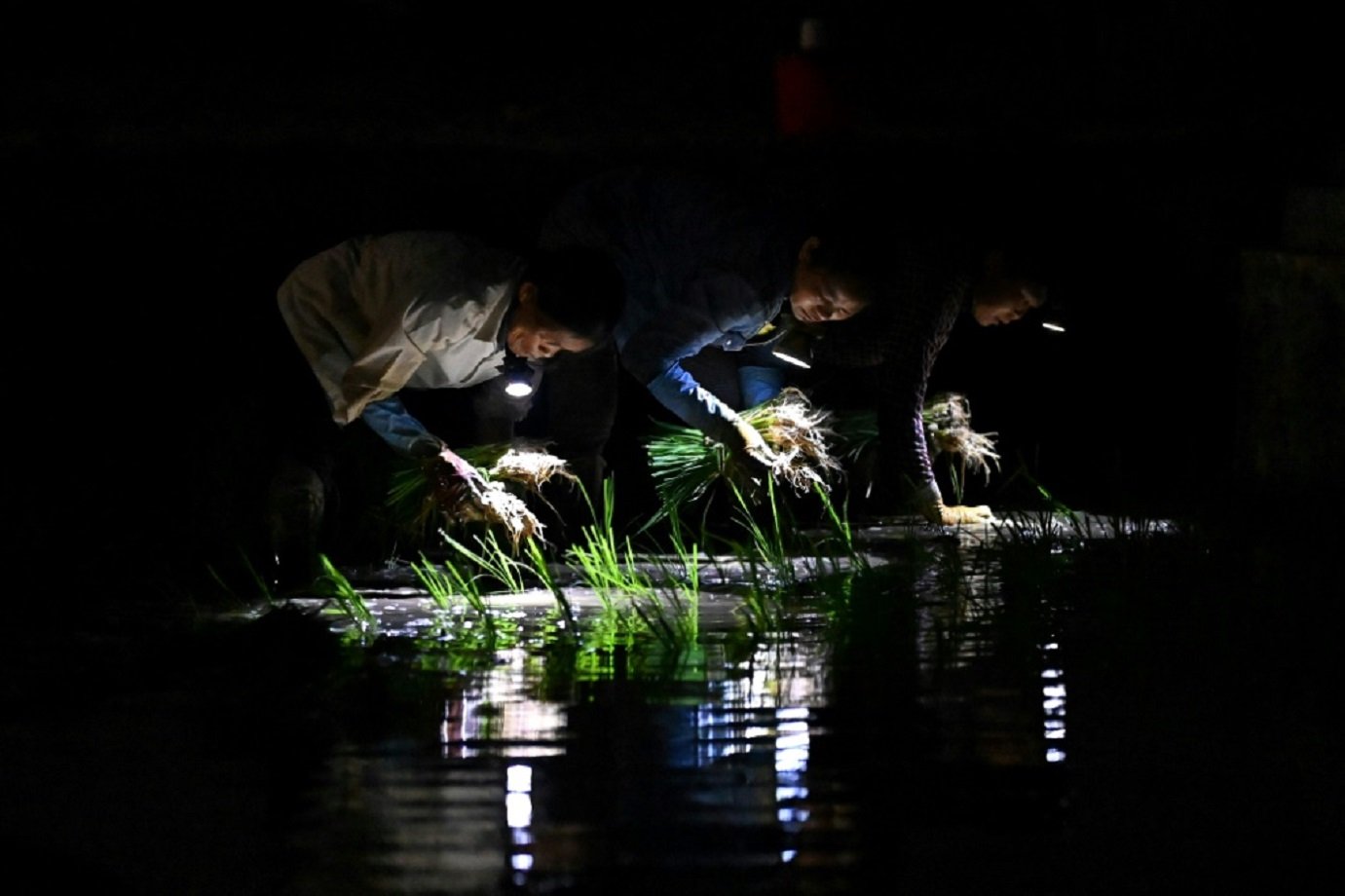 Agricultores semeando arroz de noite, no Vietnã, em 1º de julho de 2023