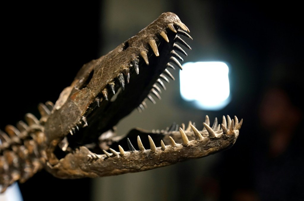 O esqueleto reconstruído de "Nessie", um Plesiosaur Cryptoclidus jurássico inferior (aproximadamente 190 milhões de anos) em exibição durante a prévia do leilão de História Natural da Sotheby's, em Nova York (AFP/AFP)