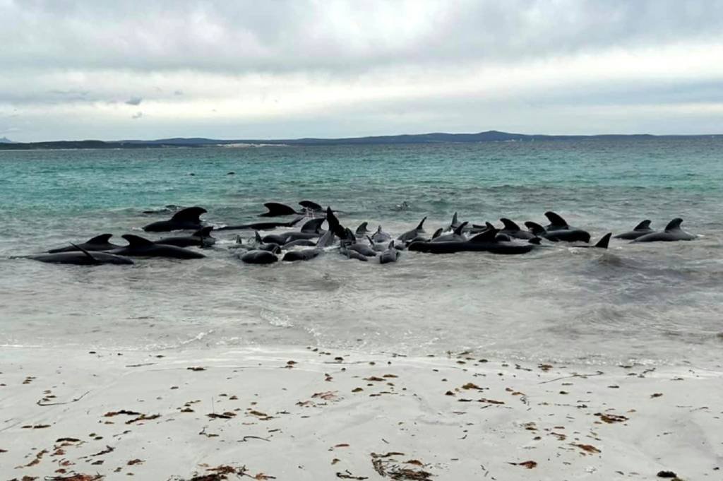 Morrem 51 baleias-piloto encalhadas no oeste da Austrália