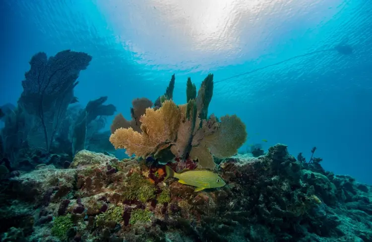 Um peixe nada em um recife de coral perto de Key West, Flórida, em 13 de julho de 2023

 (AFP/AFP)