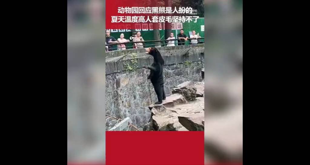 China: zoológico nega que seus ursos sejam ‘humanos disfarçados’ após foto de animal viralizar