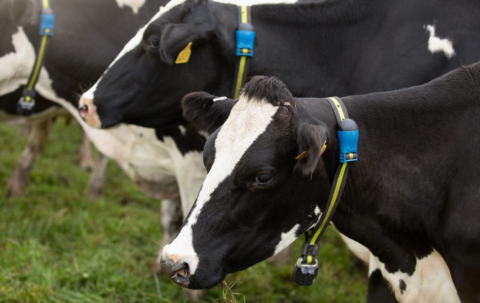 ‘Individualizar' o tratamento do rebanho é estratégia da MSD Saúde Animal para pecuária brasileira