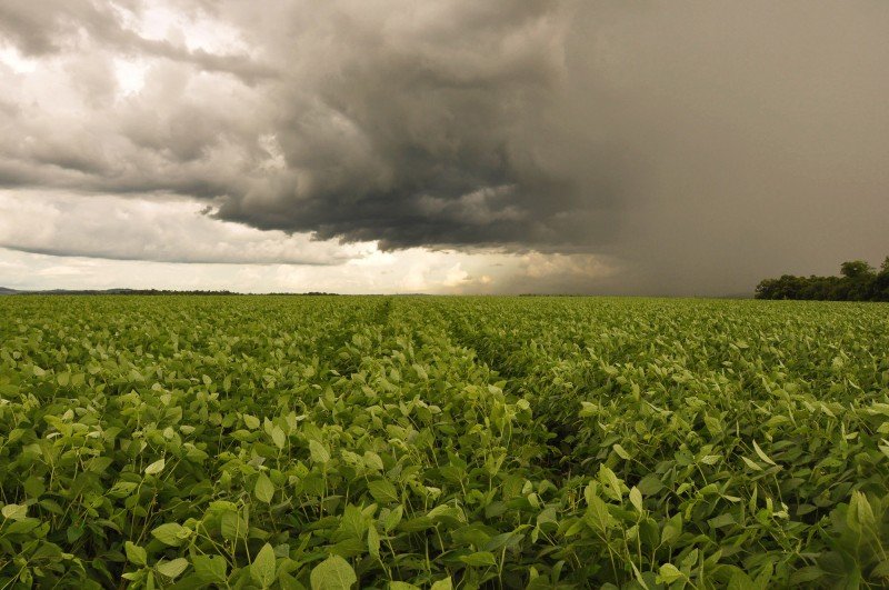 Vendas de soja caem 26%: menor preço de bens agrícolas levou à queda nas exportações, diz MDIC