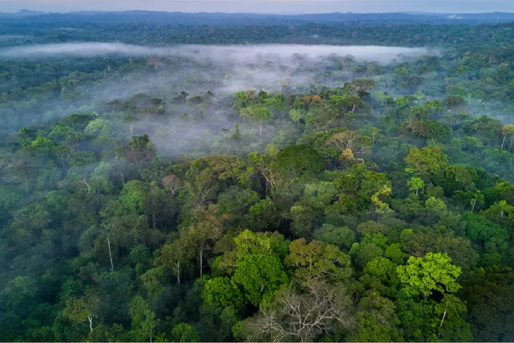 Floresta amazônica (Ignacio Palacios/Getty Images)