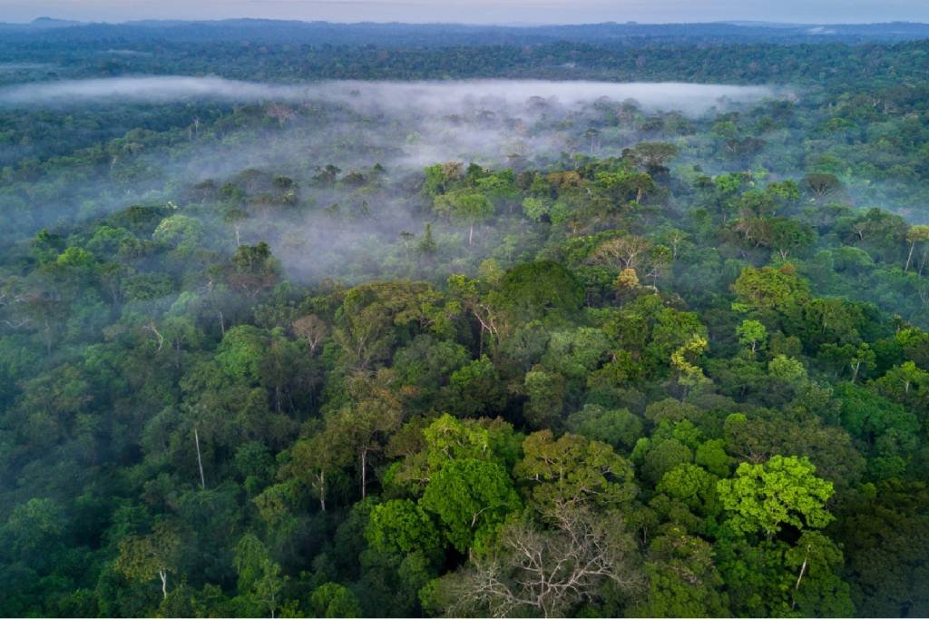 Desmatamento na Amazônia cai 22,3% no último ano
