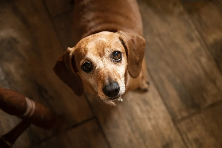 Cachorro (harpazo hope/Getty Images)