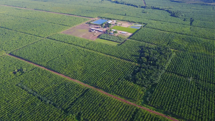 Área rural: entenda a definição (Açaí Amazonas/Divulgação)