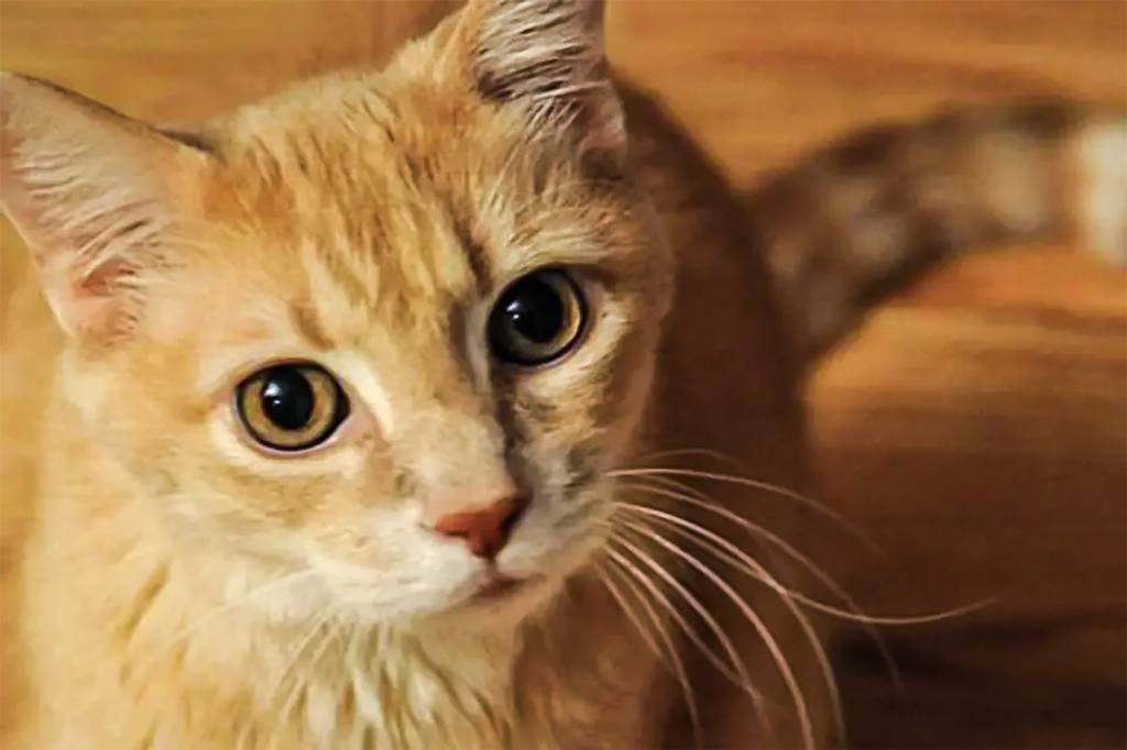 Chipre autoriza uso de medicamentos humanos contra coronavírus em gatos
