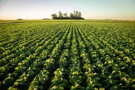 Imagem referente à notícia: Exportações do agro crescem apesar de tarifas dos EUA, aponta Esalq/USP