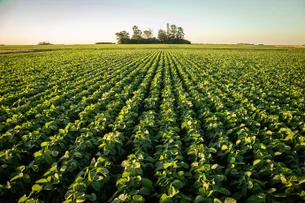 Exportações do agro crescem apesar de tarifas dos EUA, aponta Esalq/USP