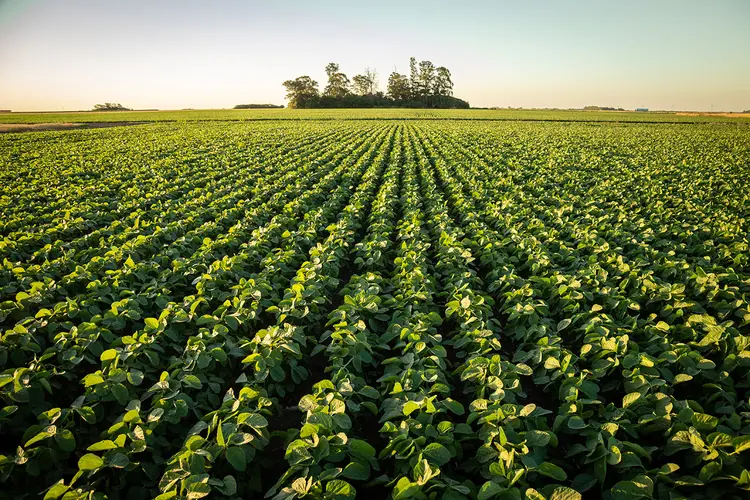 USDA: produção mundial de soja 2023/24 foi estimada em 398,98 milhões de toneladas (GDM/Divulgação)