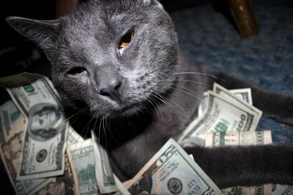 Olhinhos "pidões" e patinhas peludas à parte, os gatos também podem ser donos de verdadeiras fortunas (Divulgação/Getty Images)