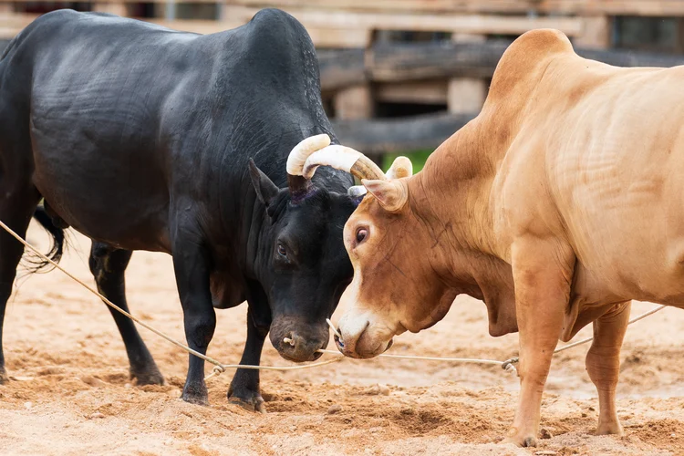 Bois: Aquisição consolida a Minerva como a maior exportadora de carne bovina da América do Sul  (chatchaiyo iStock / Getty Images Plus/Getty Images)