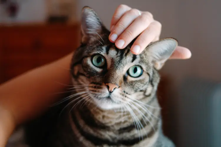 Proteger os gatos vai além de impedir que sejam vítimas de maus-tratos nas ruas (Divulgação/Getty Images)
