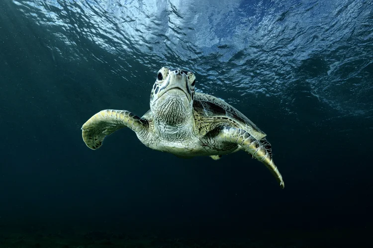 Aquecimento do oceano seria consequência da absorção do aumento de calor causado pelas mudanças climáticas, afirmam cientistas (Serge MELESAN / 500px/Getty Images)